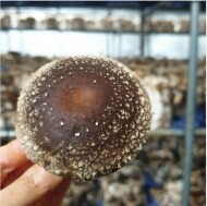 [변산국립공원] 무농약 국내산 생표고버섯 2KG
